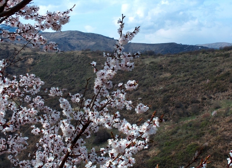 Flowering of plum of an apricot in mountains Zailiiskyi of Ala-Tau. Vicinities of natural boundary Koklai-Sai.